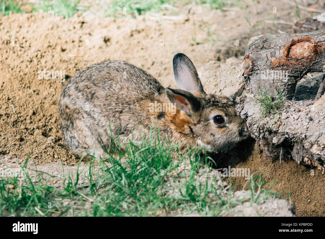 Rabbit digging hires stock photography and images Alamy