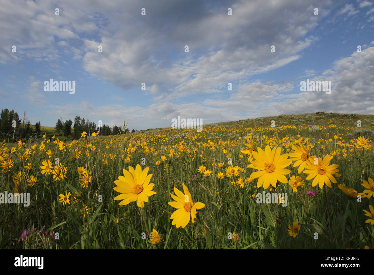 Wild oneflower helianthella flowers bloom in a field at the Blacktail Plateau in the Yellowstone National Park June 30, 2015 in Wyoming.  (photo by Jim Peaco via Planetpix) Stock Photo
