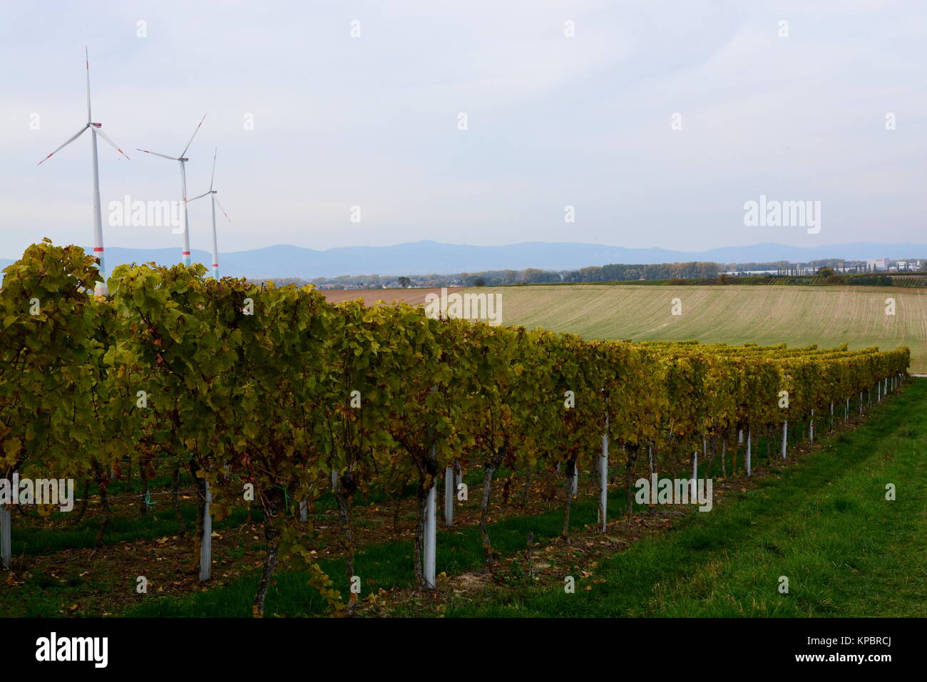 Vineyard in Herxheim near Landau in the Palatinate Stock Photo