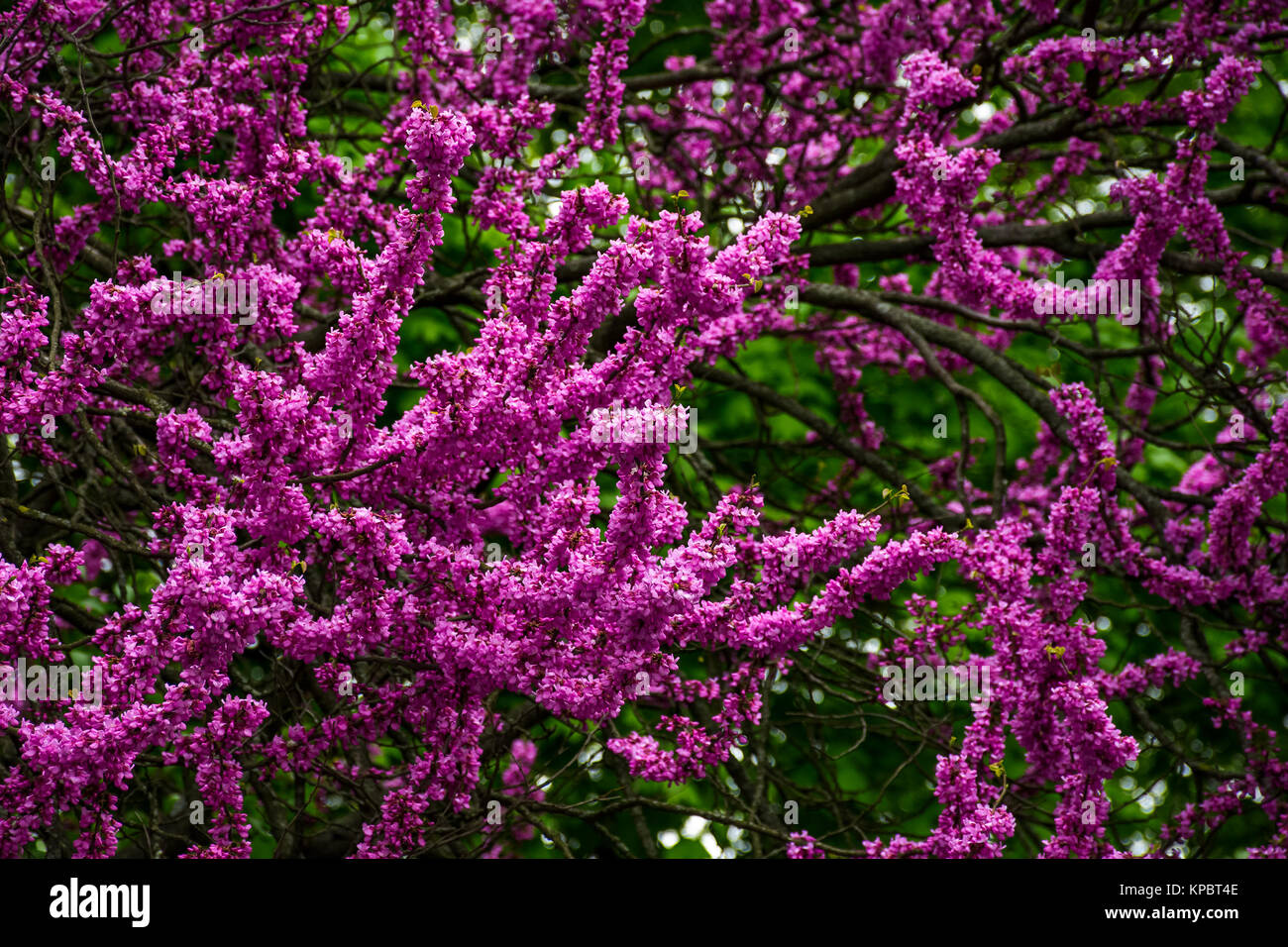 Beautiful springtime closeup background. Judas tree blossom Stock Photo