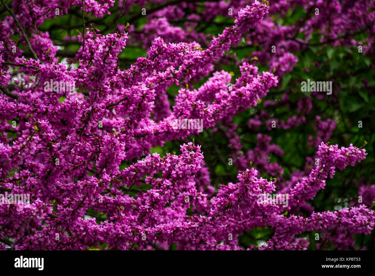 Beautiful springtime closeup background. Judas tree blossom Stock Photo