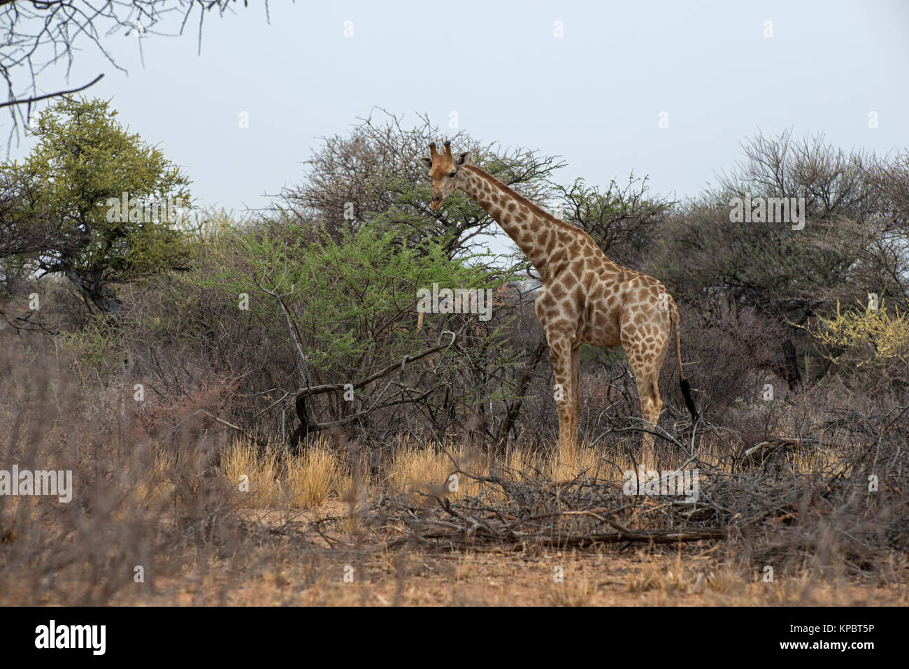 Southern Giraffe: Giraffa camelopardalis. Etosha, Namibia.  Browsing Stock Photo