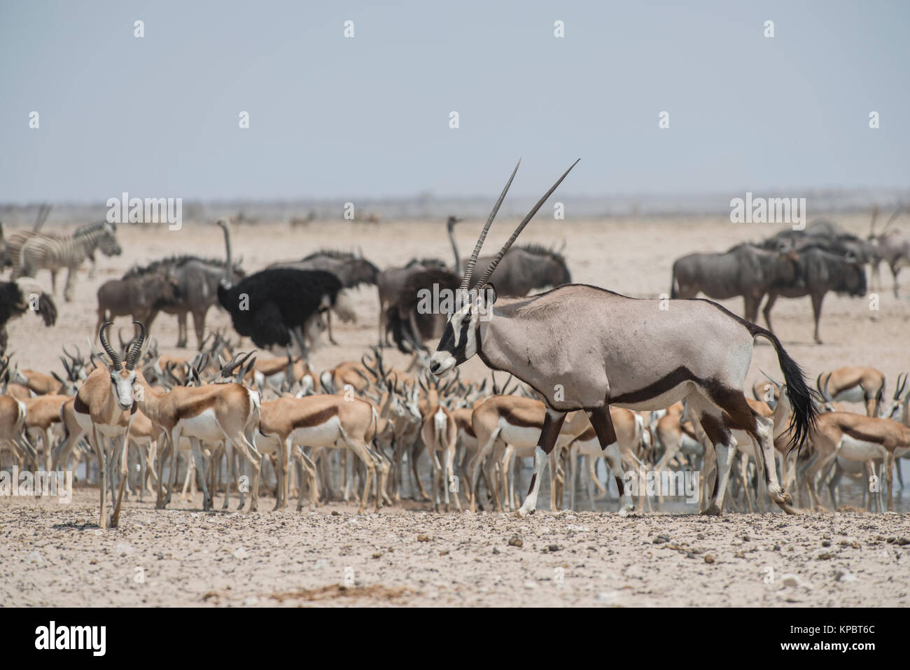 Oryx (Oryx gazelle)  with Sprinbok, Wildebeest, Zebra  and Ostrich. . Etosha, Namibia. Stock Photo