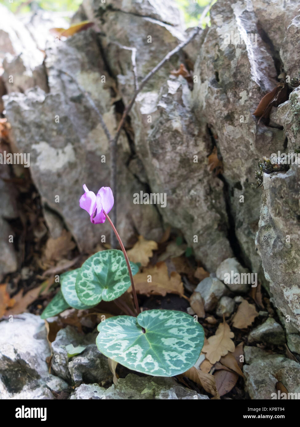 cyclamen in the summer outdoors Stock Photo