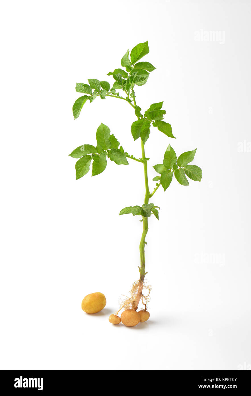 whole potato plant Stock Photo - Alamy