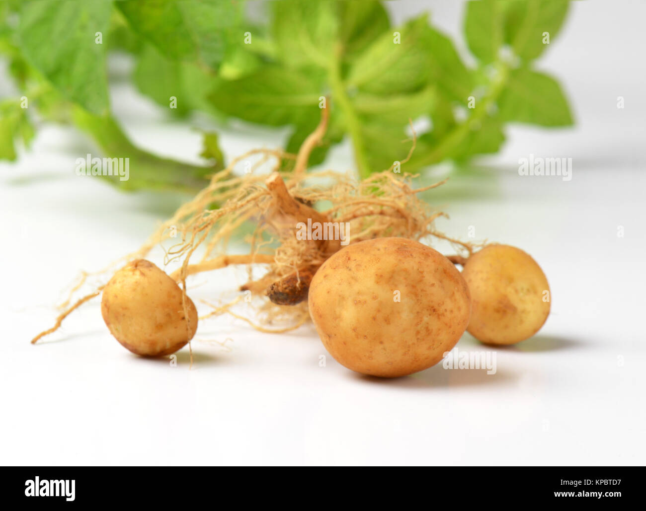 whole potato plant Stock Photo - Alamy