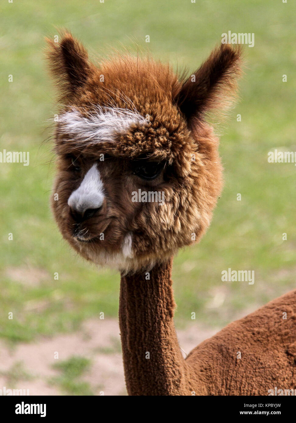 funny llama