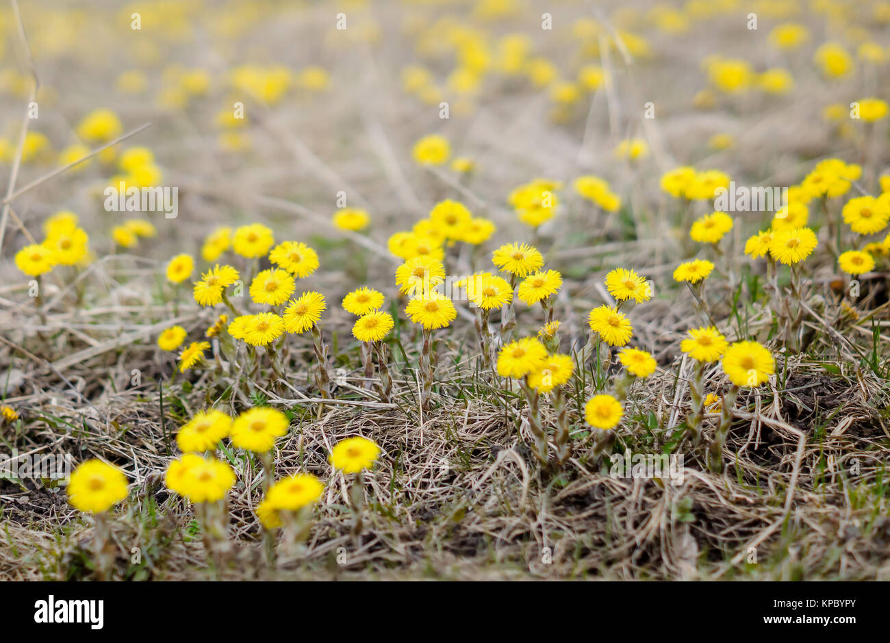 Coltsfoot flower, spring meadow Stock Photo - Alamy