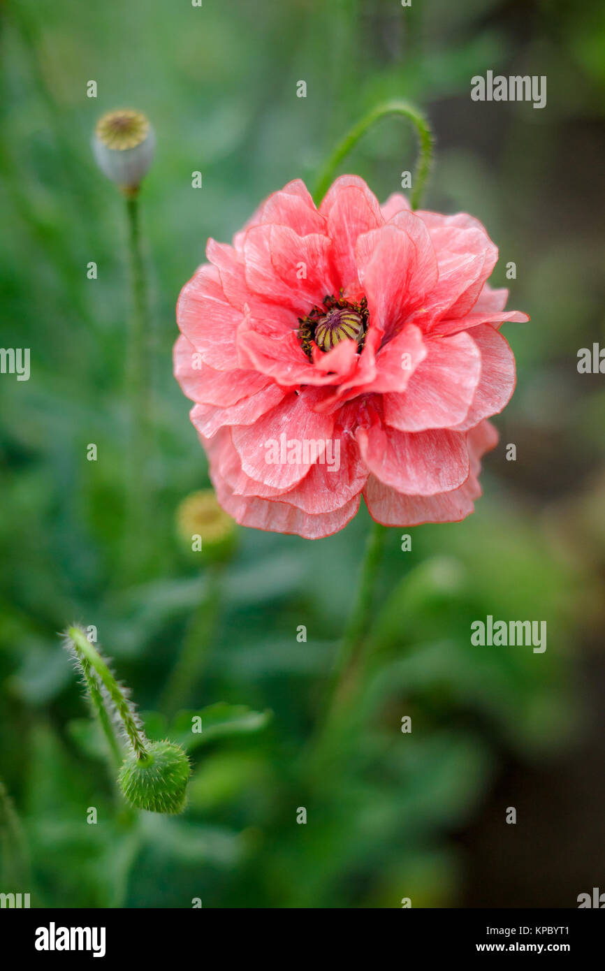 Red poppy flower Stock Photo Alamy