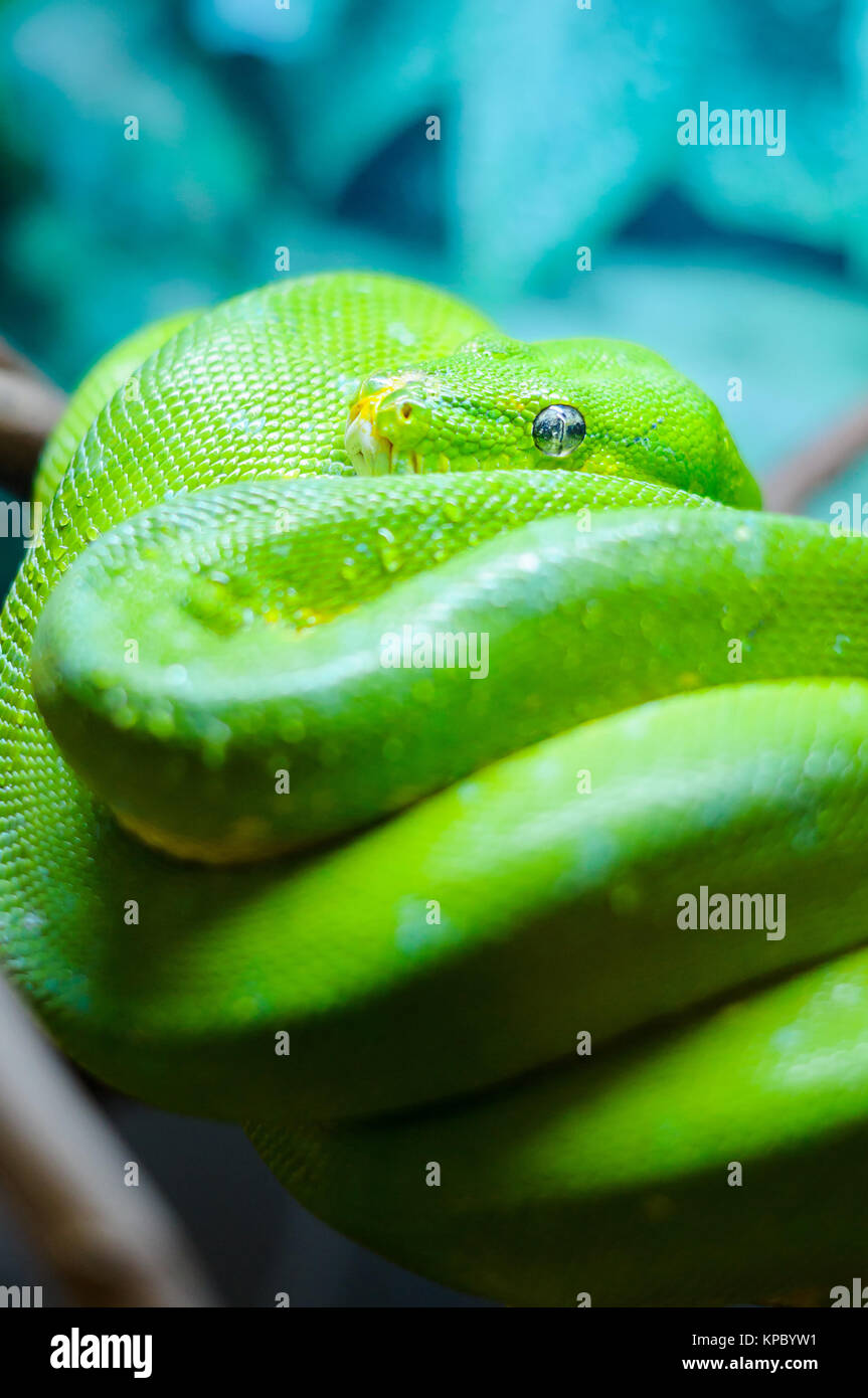Green tree python on a branch Stock Photo - Alamy