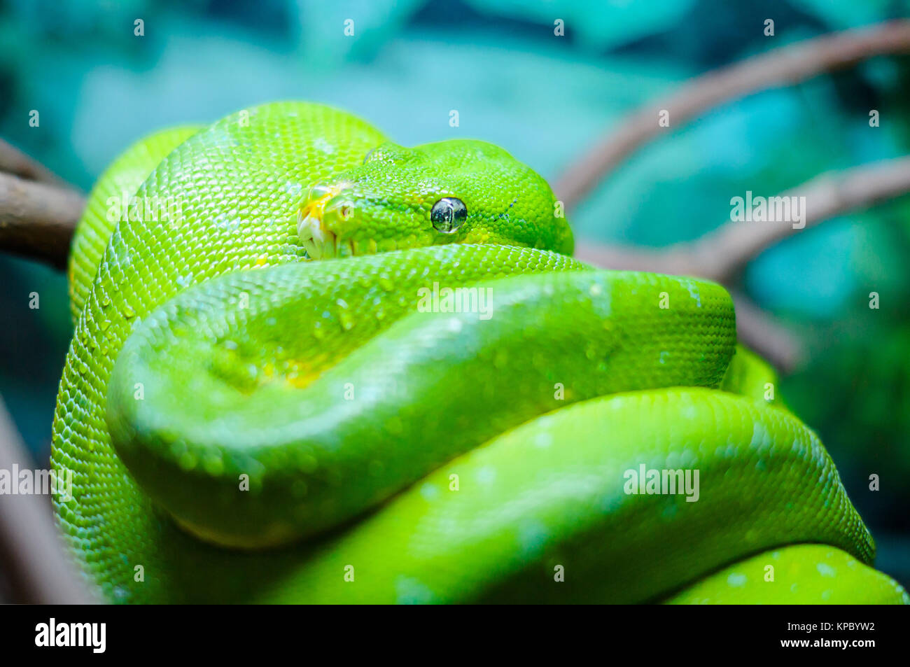 Green tree python on a branch Stock Photo - Alamy