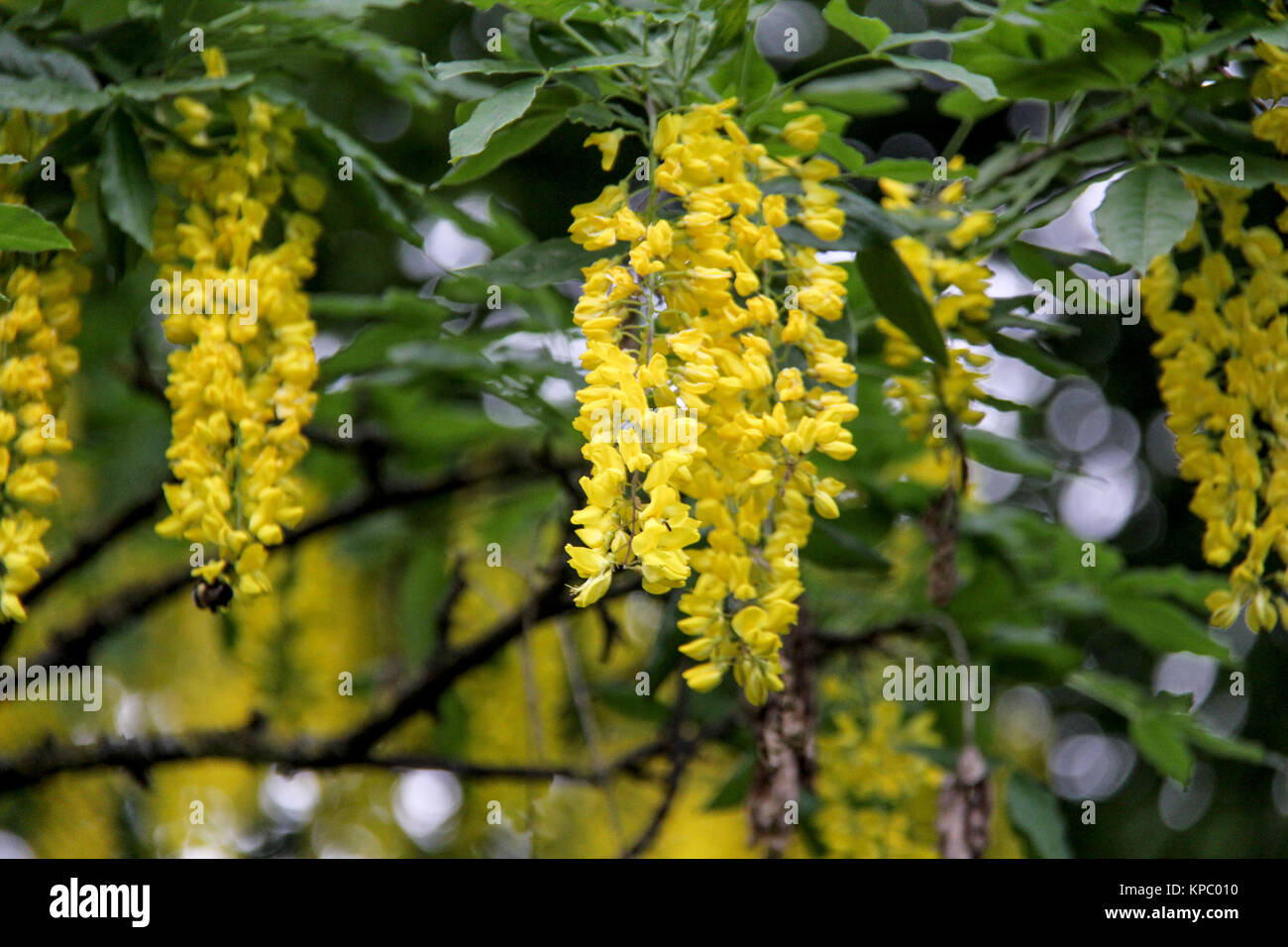 The Common Laburnum, Golden Chain or Golden Rain Tree Stock Photo Alamy
