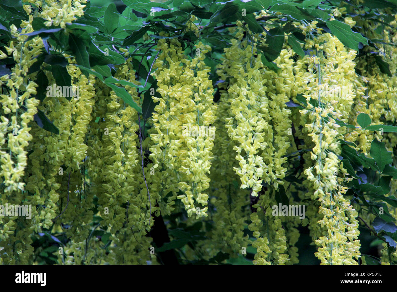 The Common Laburnum, Golden Chain or Golden Rain Tree Stock Photo Alamy