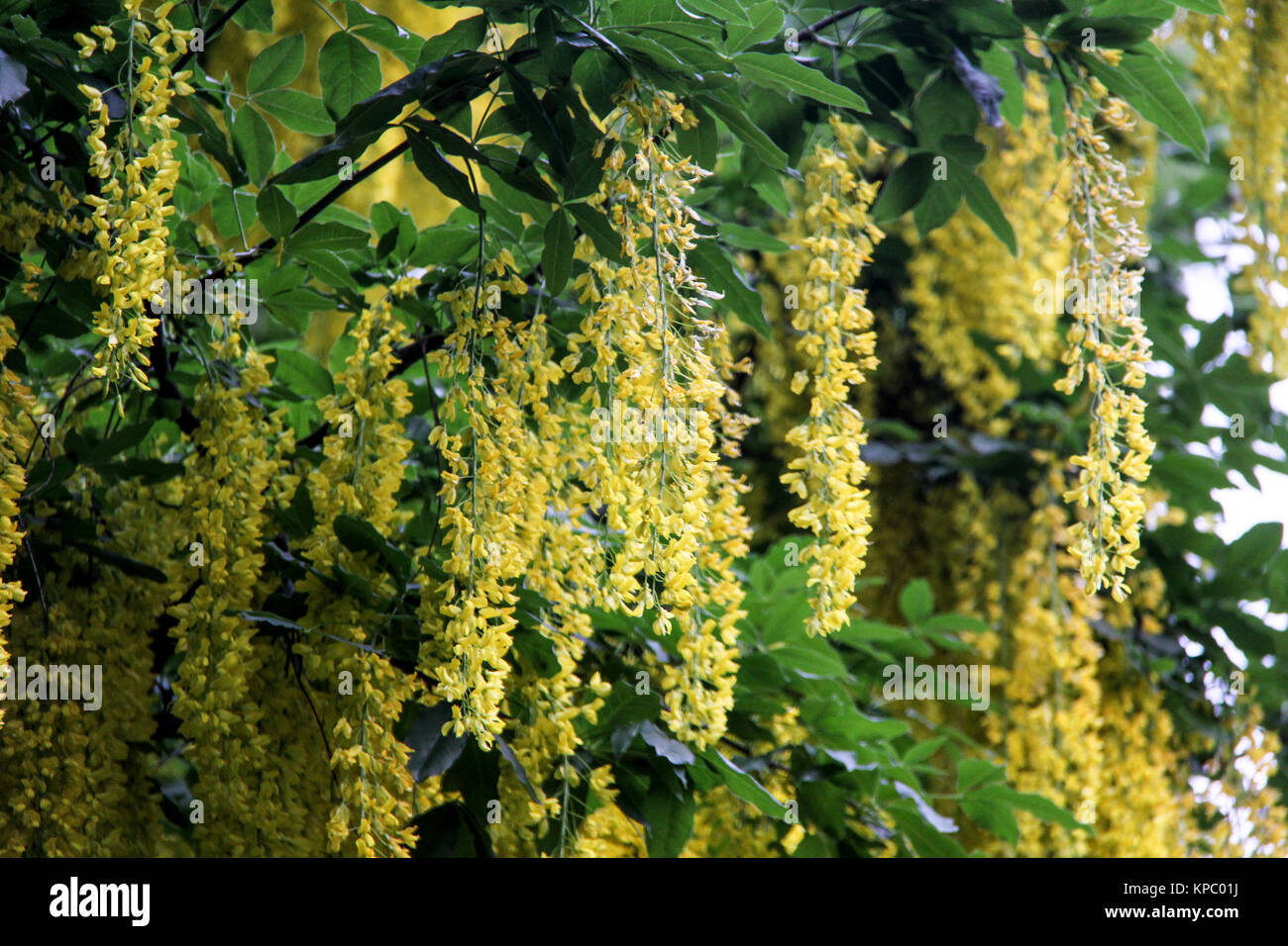 The Common Laburnum, Golden Chain or Golden Rain Tree Stock Photo Alamy