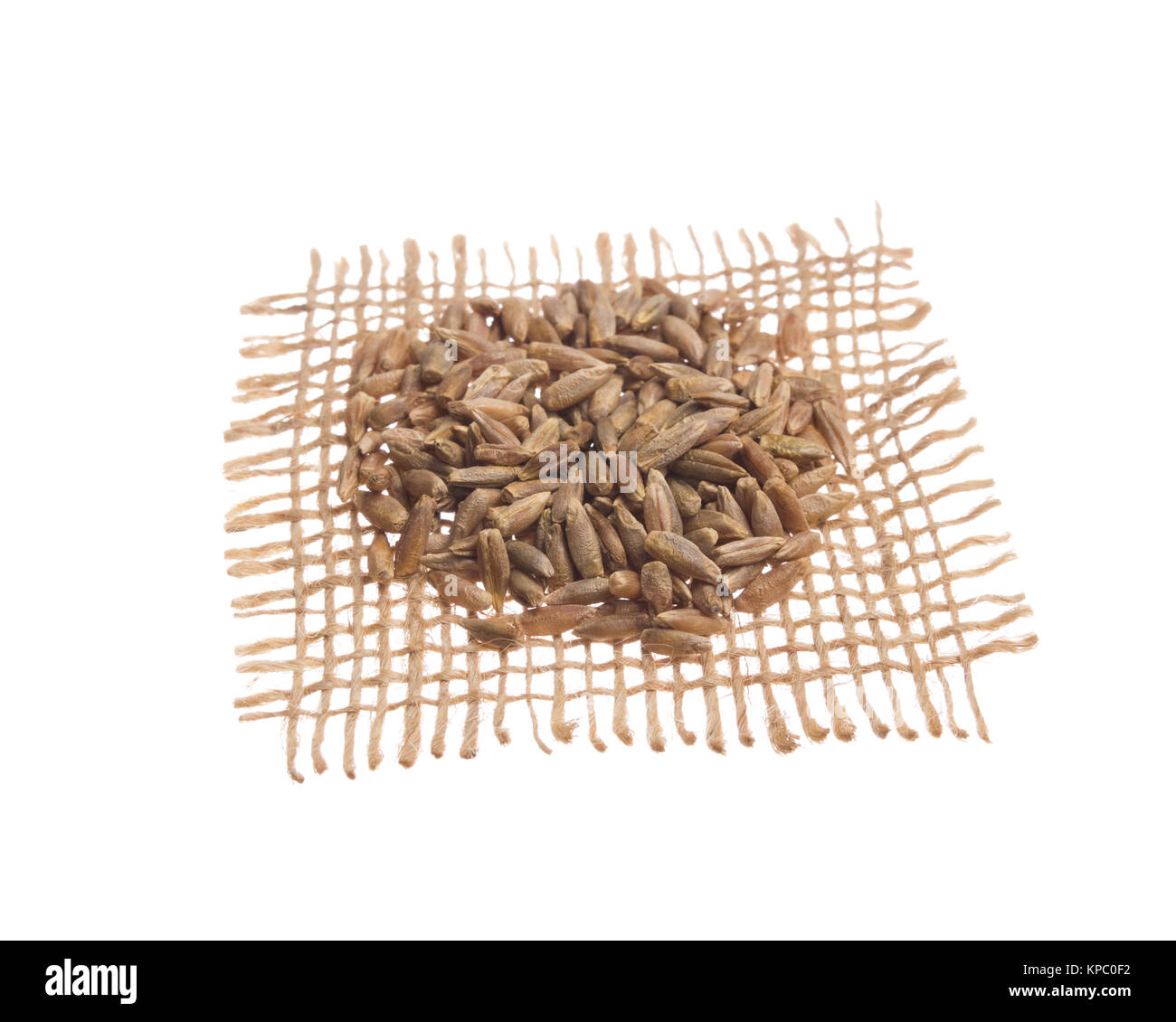 Secale cereale is scientific name of Rye cereal grain. Also known as