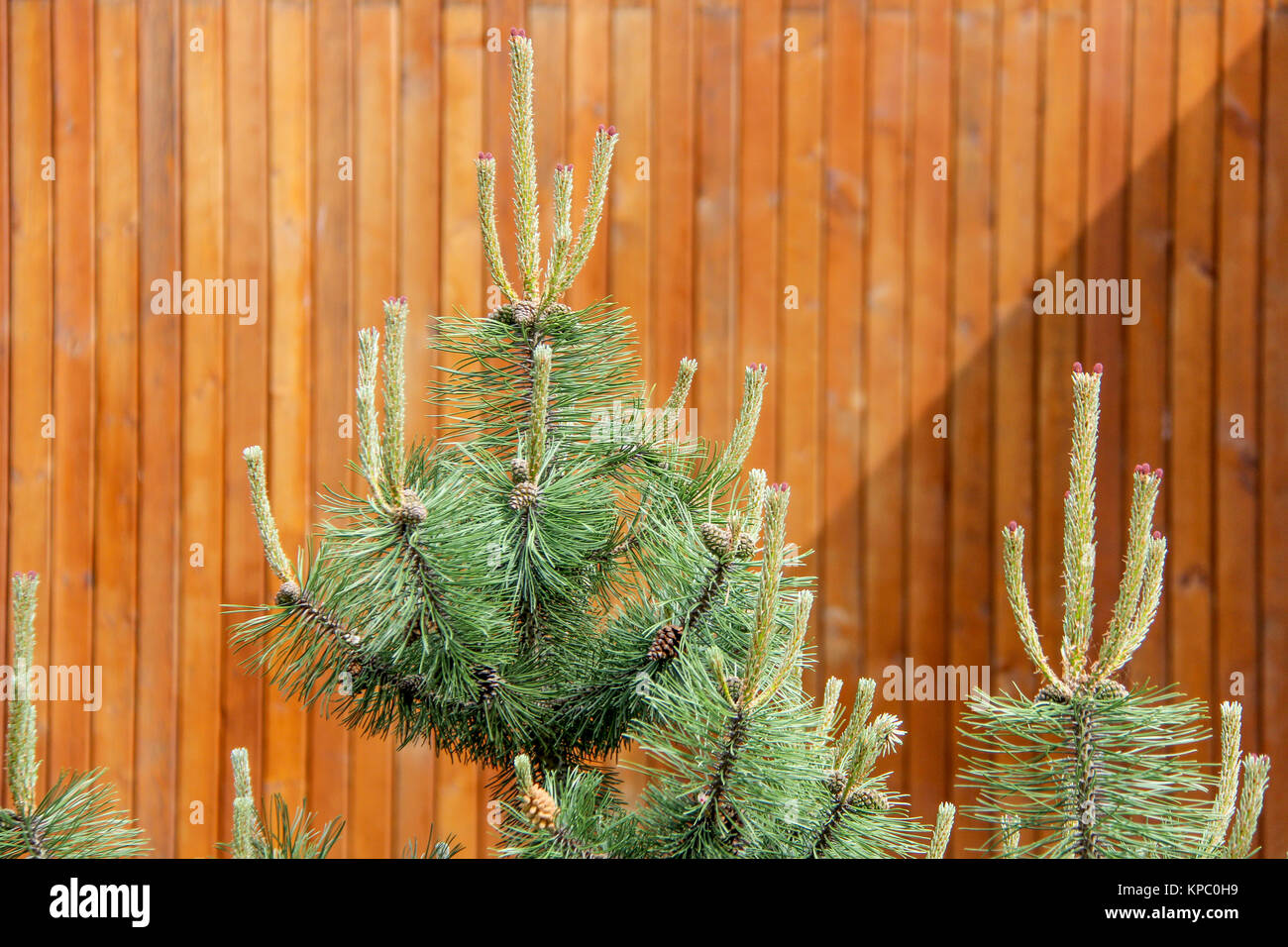 New Pine Cone Sprout on Branch of Pine Tree. Pine Conifer Buds in a