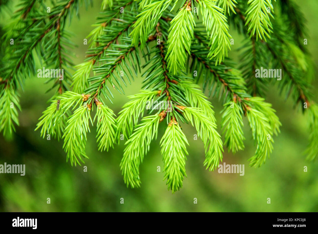 New Pine Cone Sprout on Branch of Pine Tree. Pine Conifer Buds in a