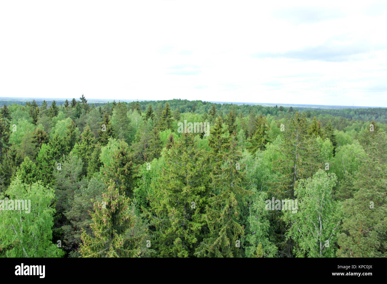 pine forestin Latvia, Healthy green trees in a forest of old spruce fir ...