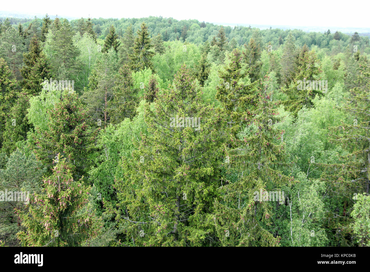 pine forestin Latvia, Healthy green trees in a forest of old spruce fir ...