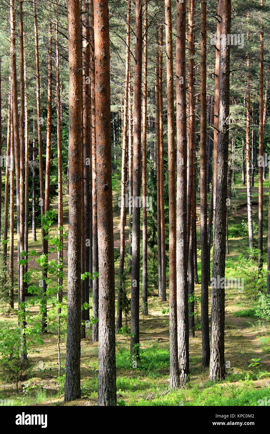 pine forestin Latvia, Healthy green trees in a forest of old spruce fir ...