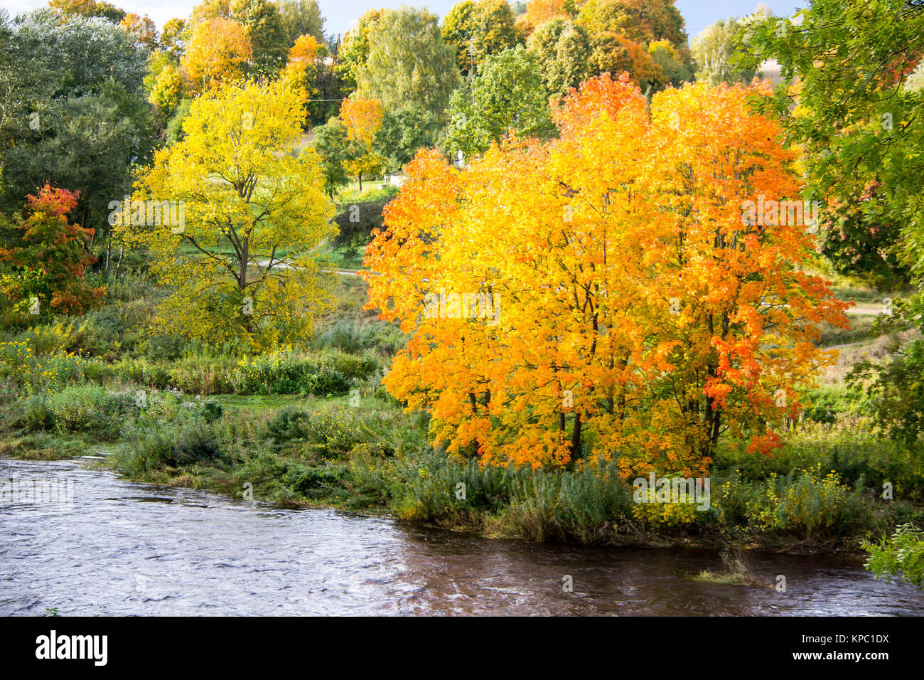 autumn background with colored leaves of the tree and river in ...