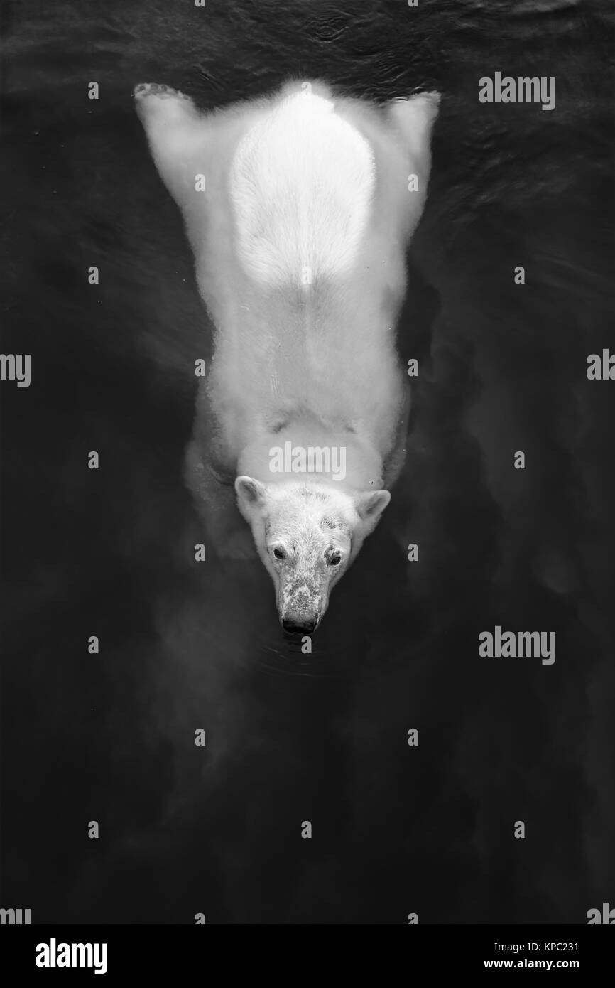 Cute wild bear cub Black and White Stock Photos & Images - Alamy