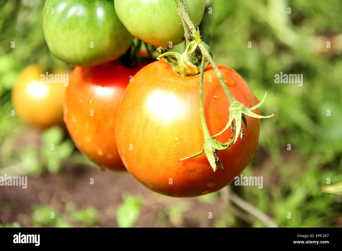 Tomatoes in the garden,Vegetable garden with plants of red tomatoes ...