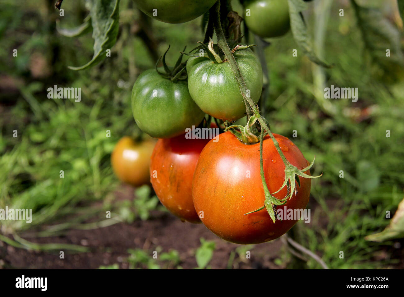 Tomatoes in the garden,Vegetable garden with plants of red tomatoes ...