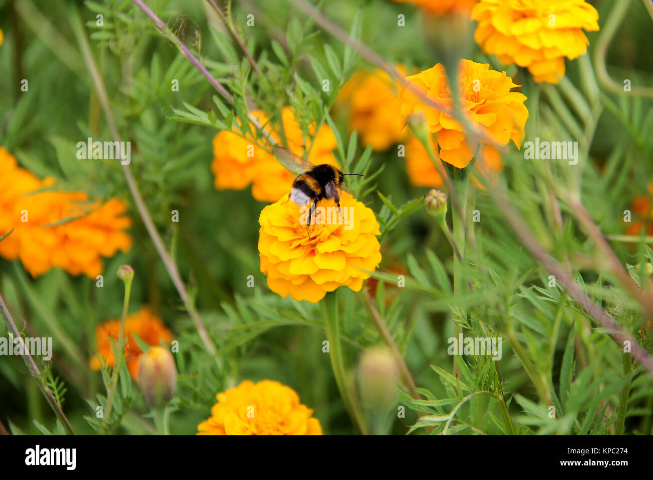 bee bumblebee drink nectar on tagetes marigolds flowers Stock Photo Alamy