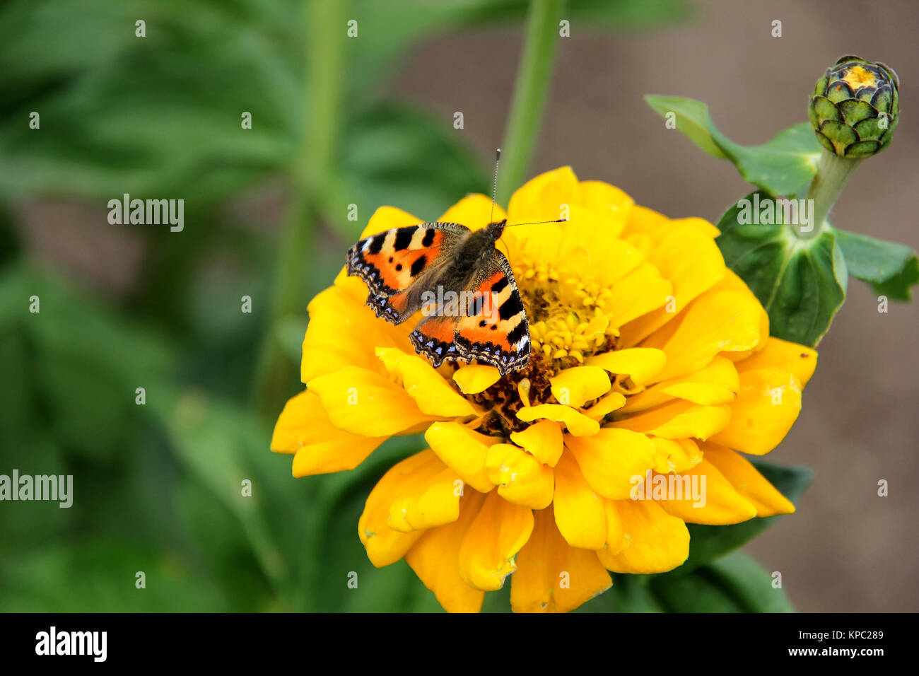 butterfly drink nectar on tagetes marigolds flowers Stock Photo Alamy