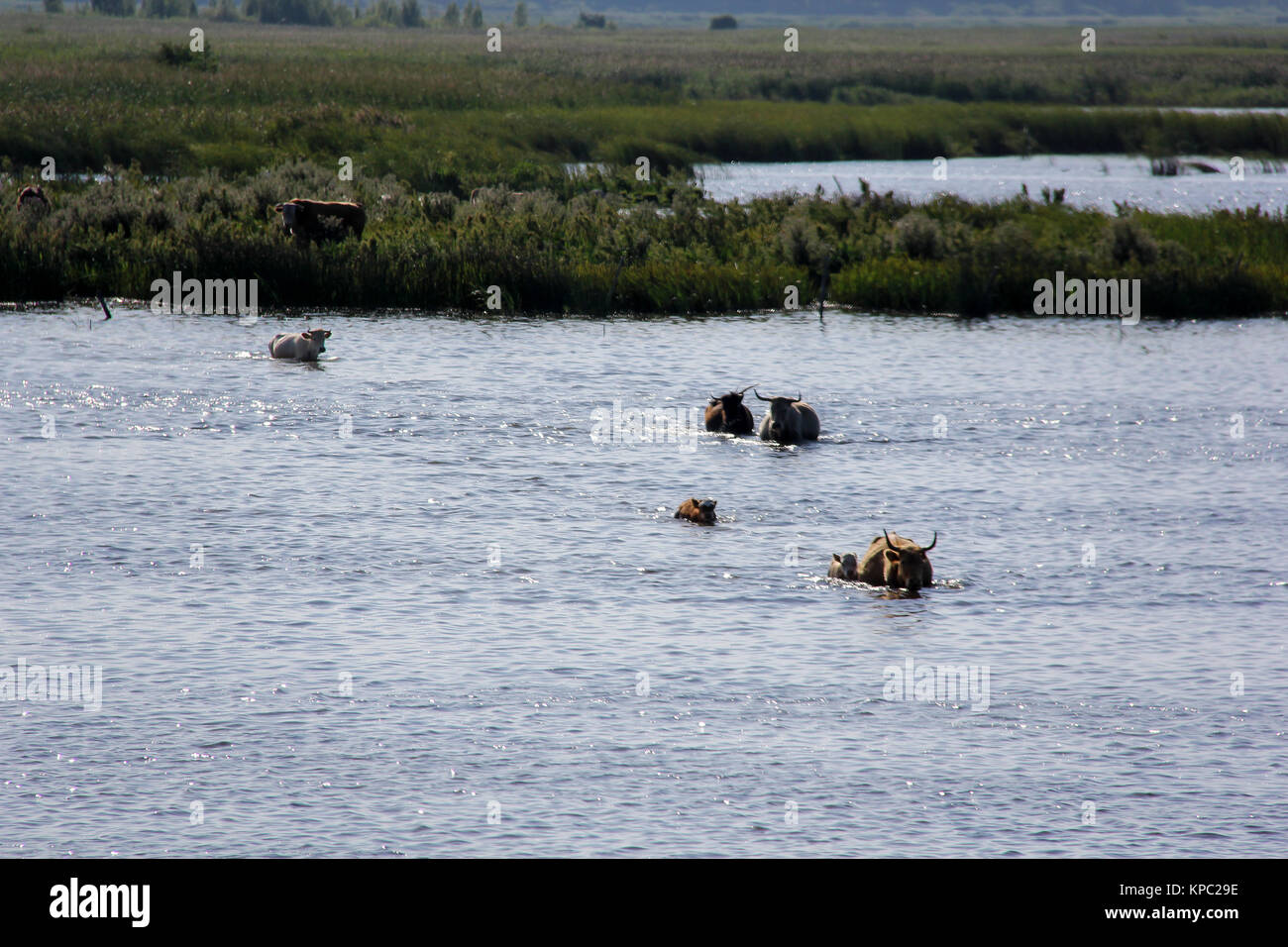 Can cow swim