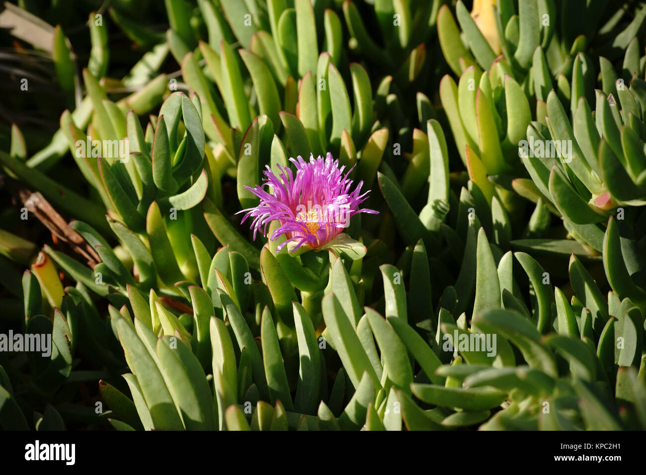 Die lila Blüte einer Carpobrotus chilensis Pflanze schaut zwischen fleischigen grünen Blättern hervor. Stock Photo
