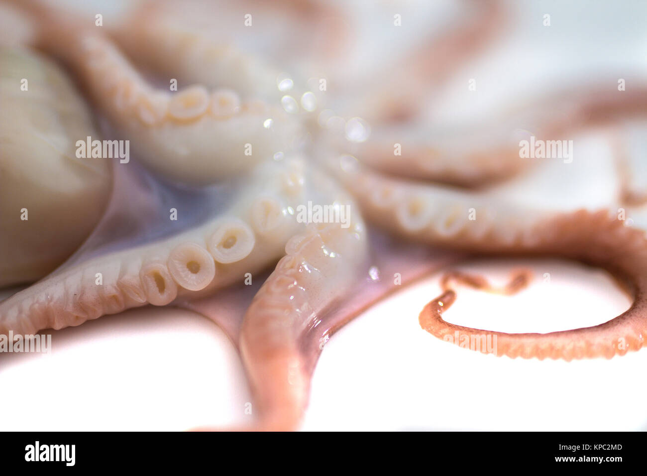Octopus on isolated white background Stock Photo - Alamy