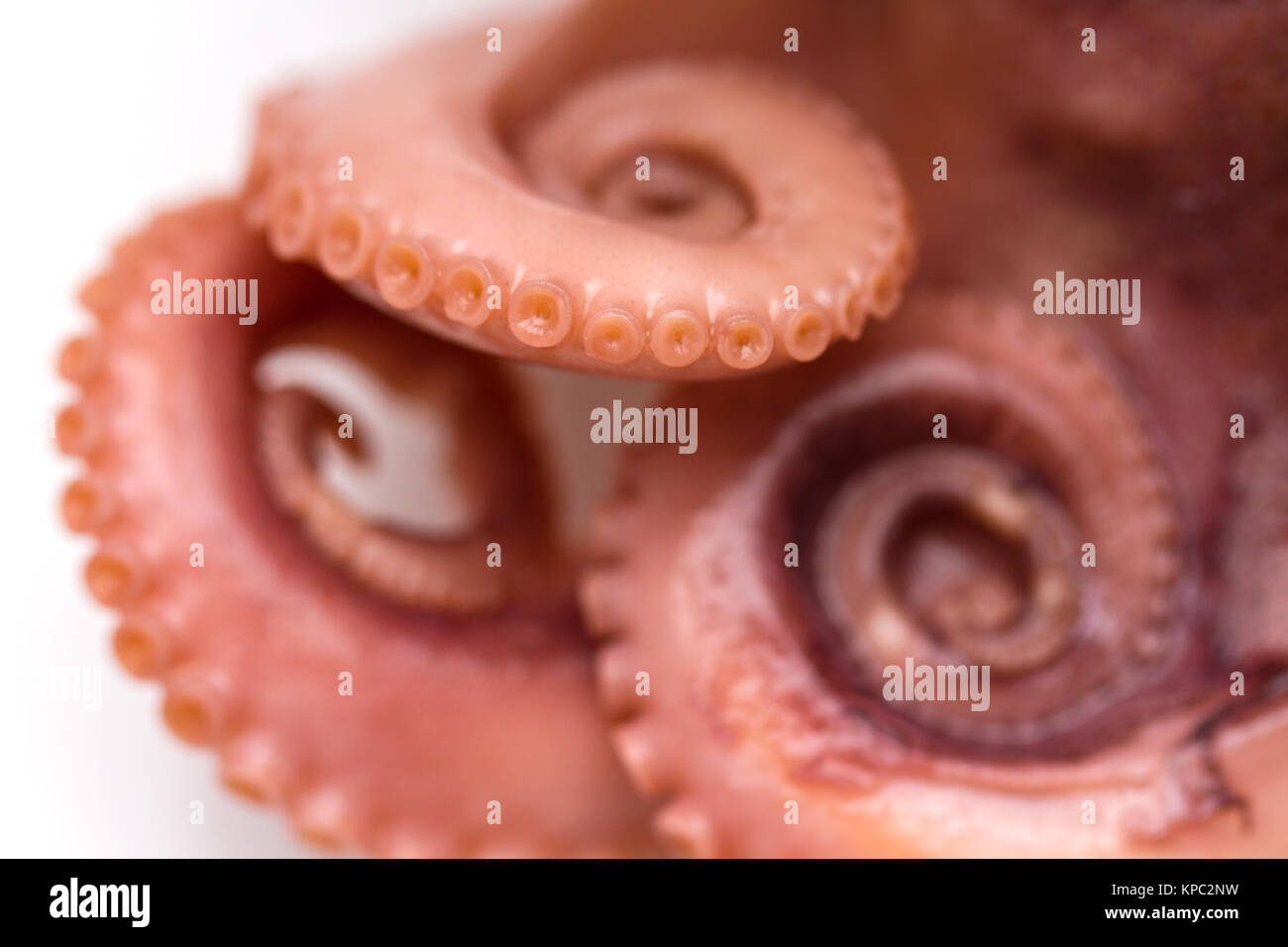 Octopus on isolated white background Stock Photo - Alamy