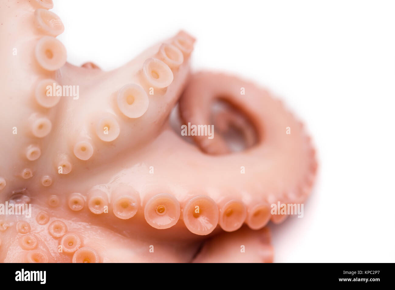 Octopus on isolated white background Stock Photo - Alamy