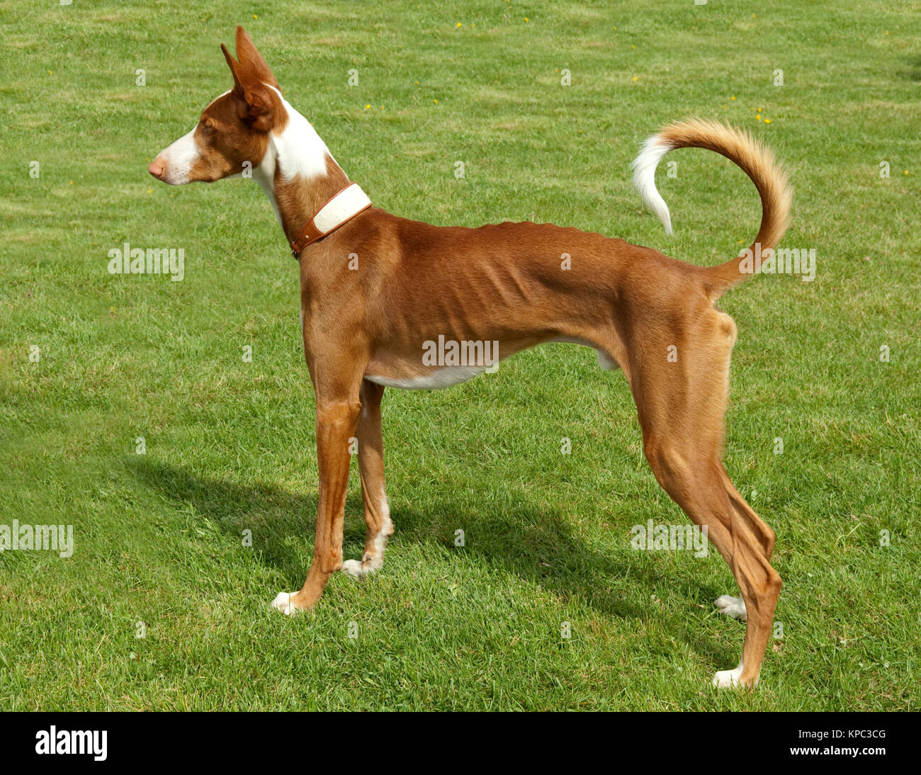 Bodengo  Greyhound Stock Photo