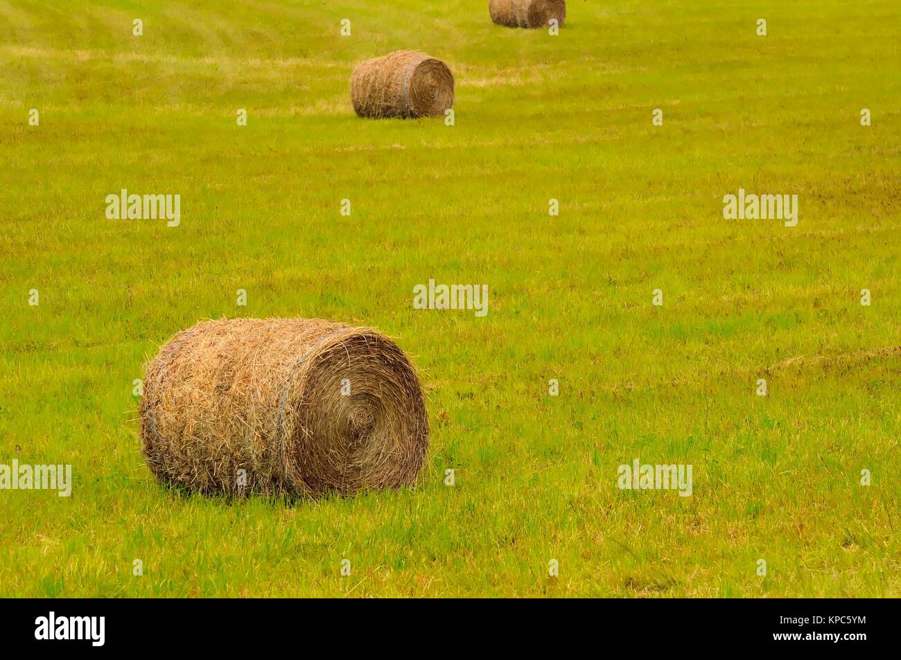 Straw bales on green field during summer Stock Photo - Alamy
