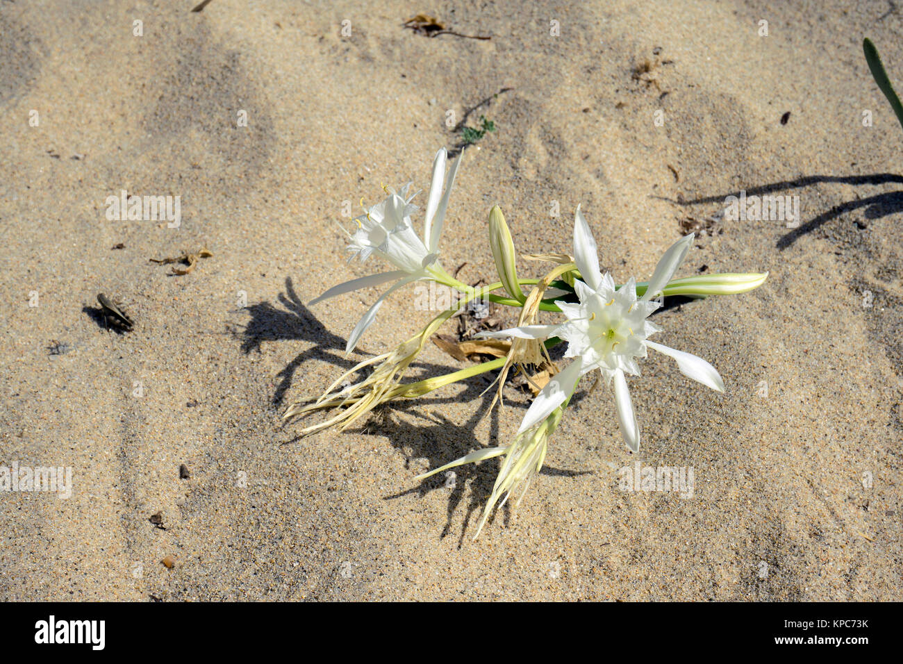 Sea Daffodill (Pancratium maritimum), blooming, at sandy beach of Badesi, Sardinia, Italy, Mediterranean sea, Europe Stock Photo