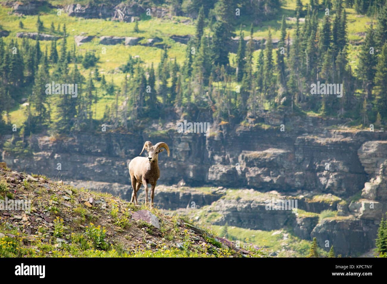 Bighorn Sheep on Mountain Top Stock Photo - Alamy