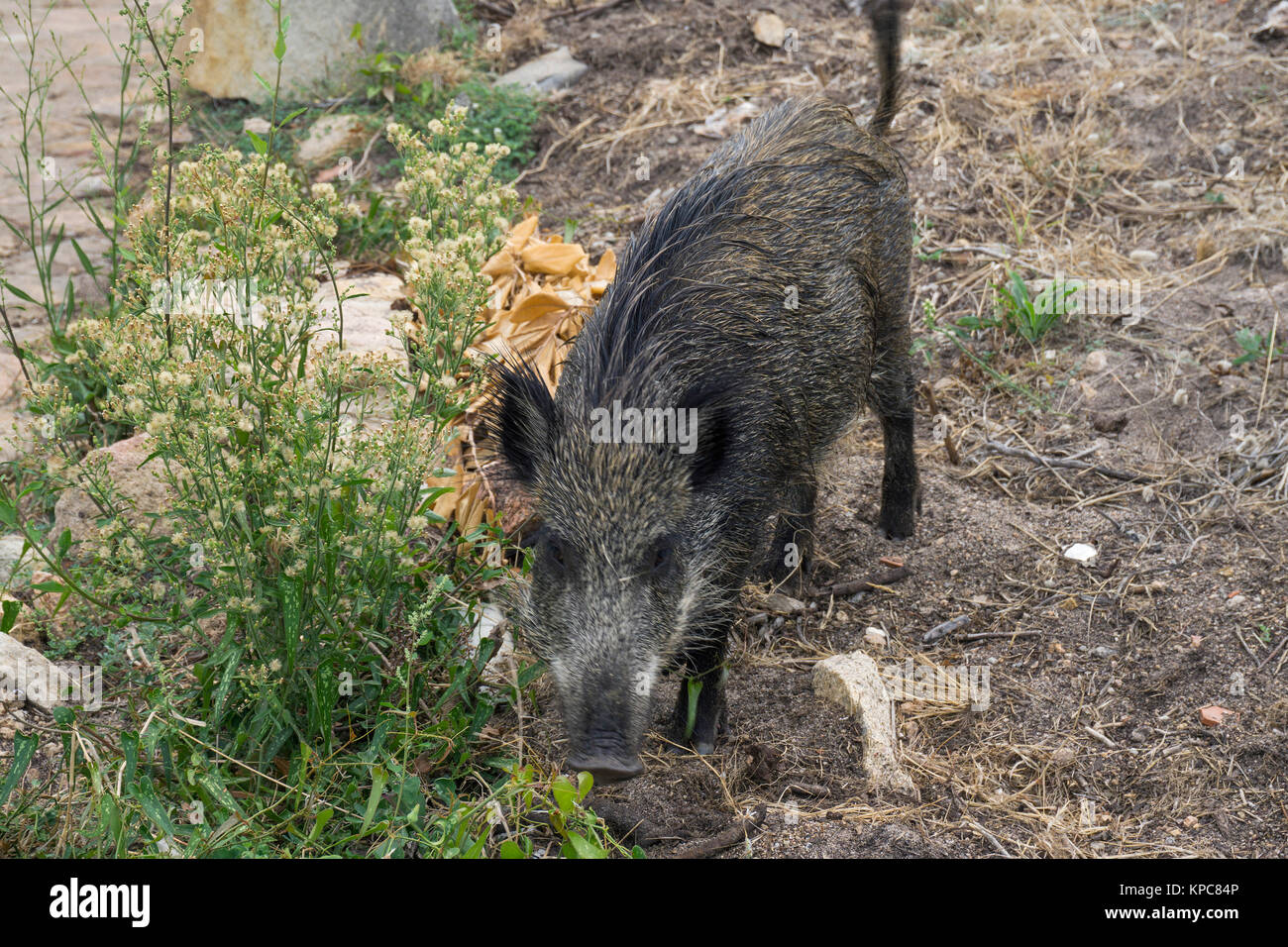Wild boar (Sus scrofa) at Costa Paradiso, Sardinia, Italy, Mediterranean  sea, Europe Stock Photo