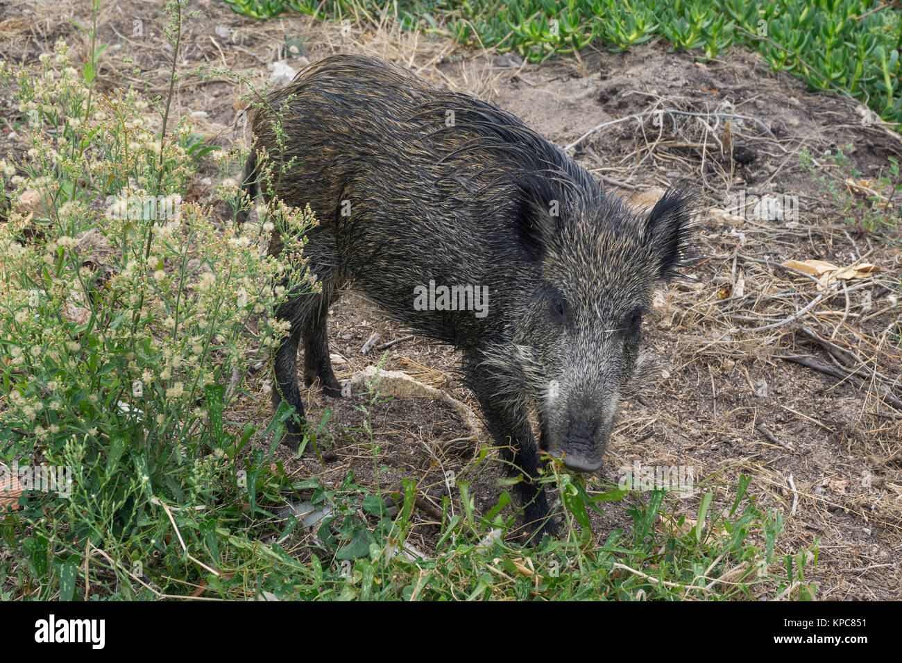 Wild boar (Sus scrofa) at Costa Paradiso, Sardinia, Italy, Mediterranean  sea, Europe Stock Photo