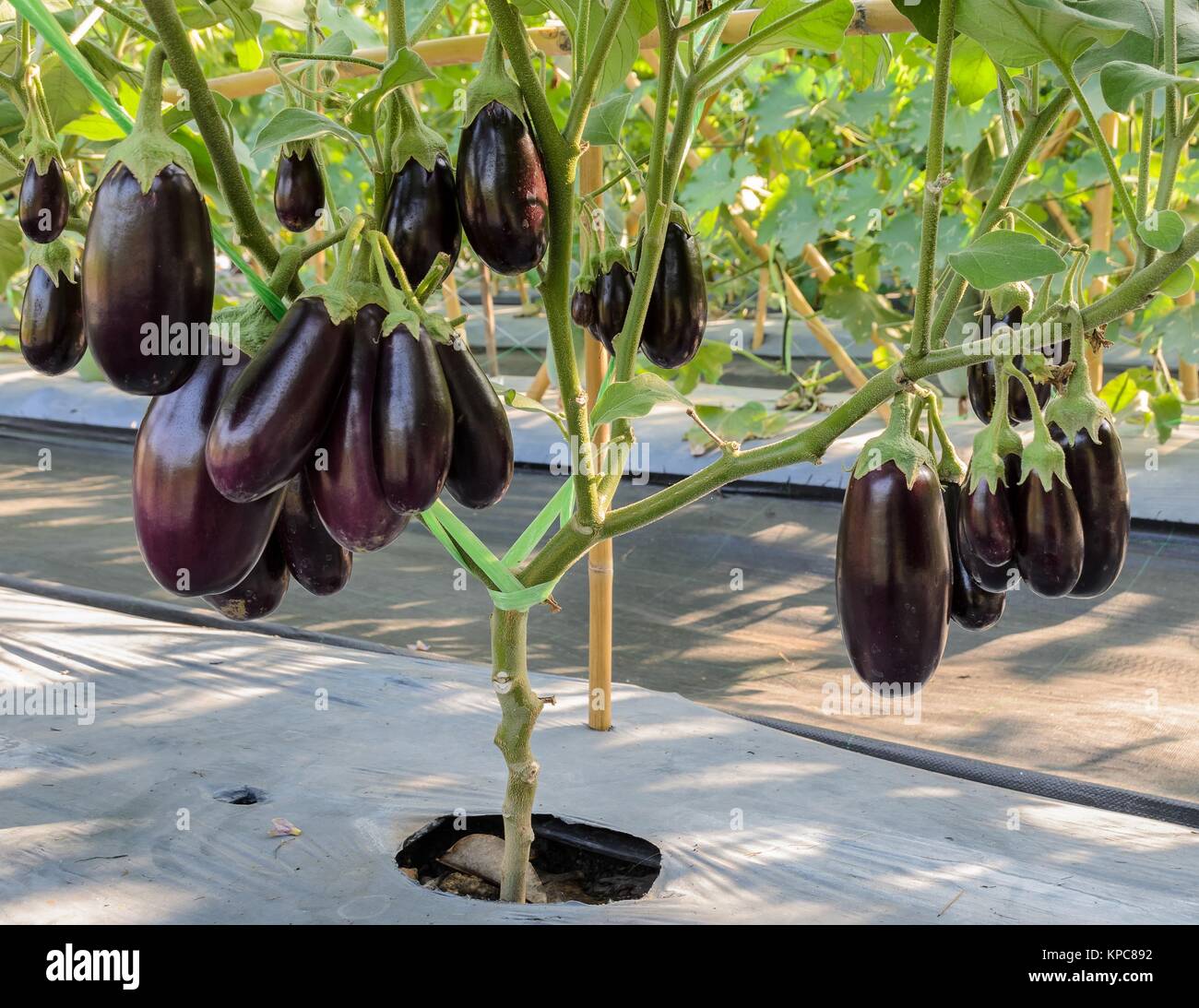 Purple eggplant on its tree Stock Photo Alamy
