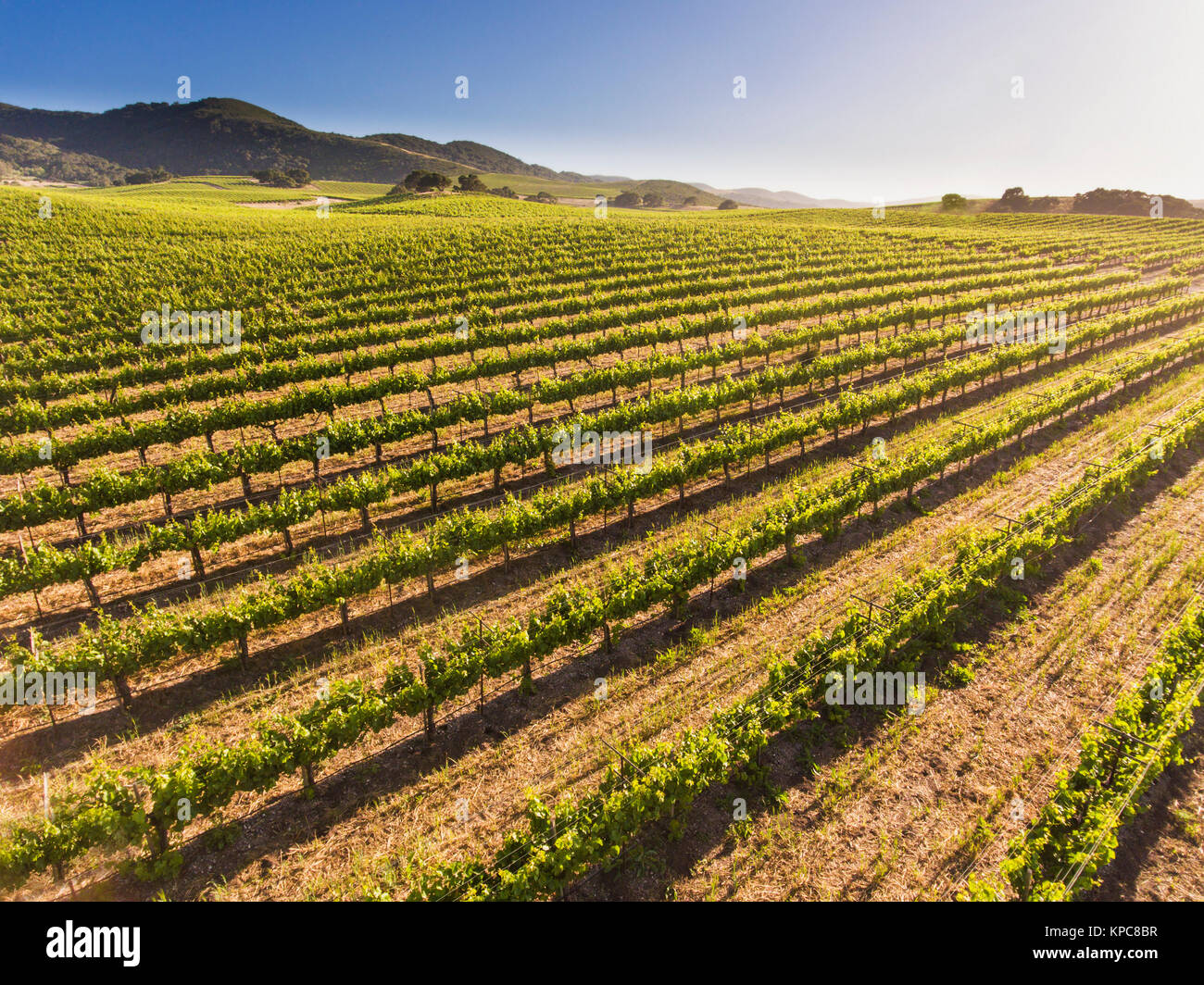 aerial view of a vineyard in the Santa Ynez Valley of California Stock