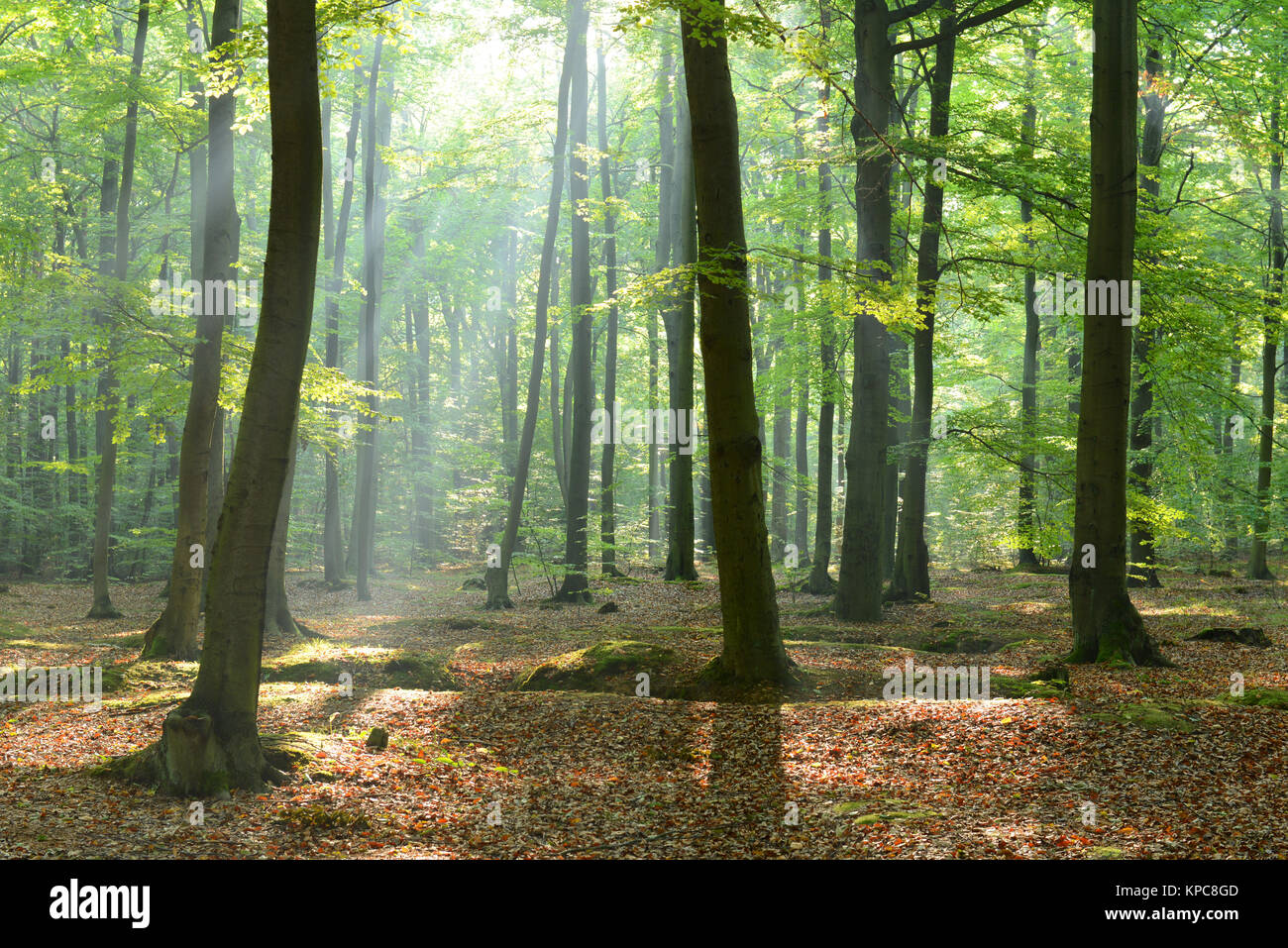 Morning in the forest Stock Photo - Alamy