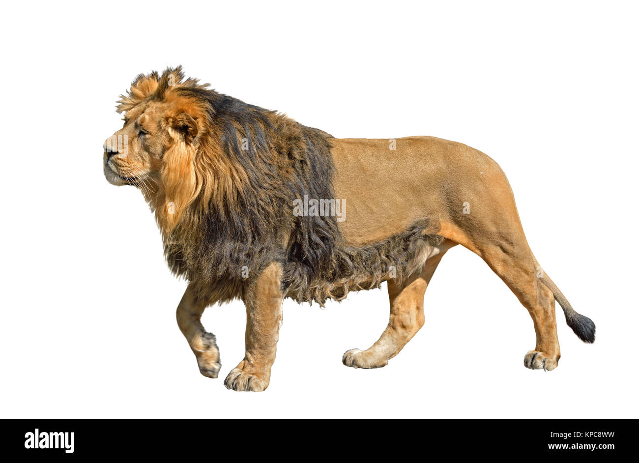Asiatic lion (Panthera leo persica) (isolated) Stock Photo