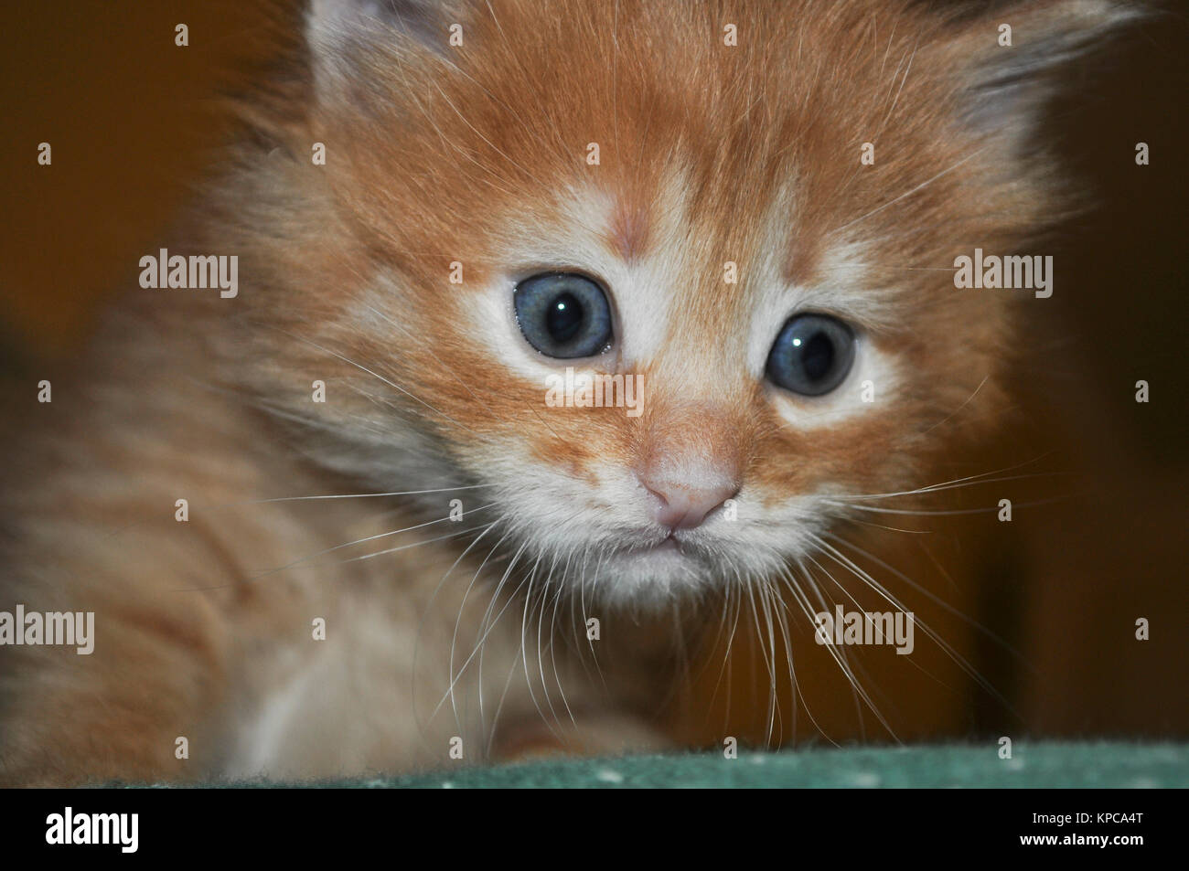 Cute kitten close-up Stock Photo - Alamy
