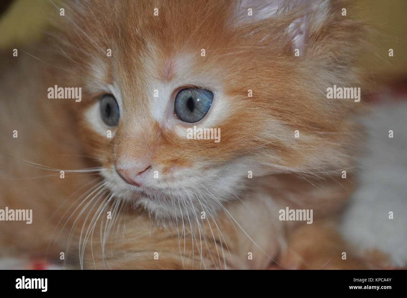 Cute kitten close-up Stock Photo - Alamy