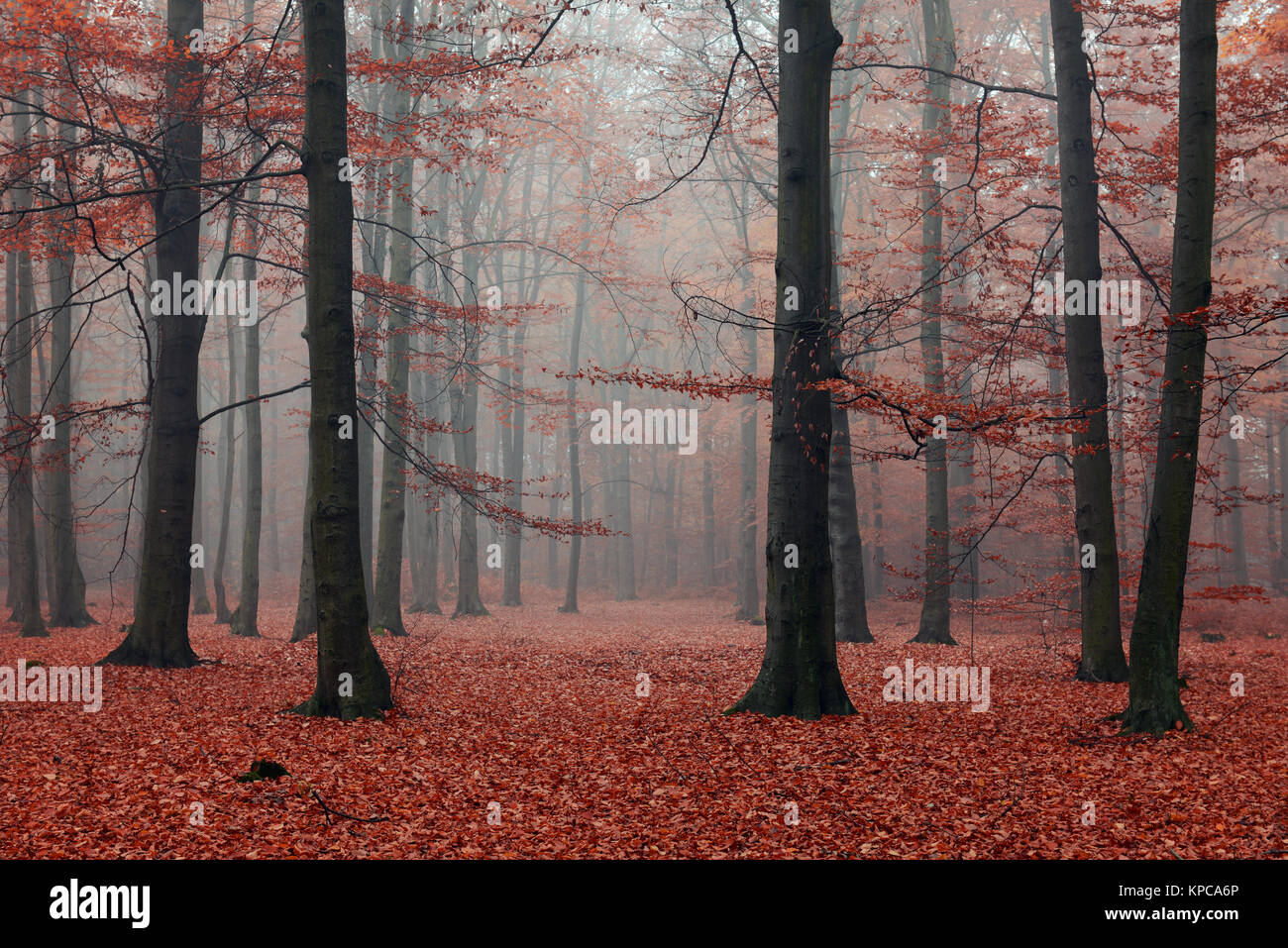 Misty mood in the winter forest hi-res stock photography and images - Alamy