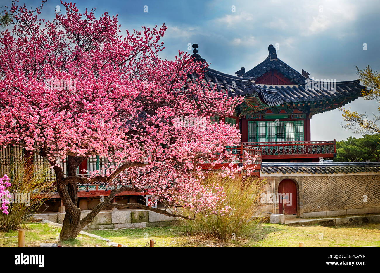 beautiful pink cherry blossom (Sakura) flower, and with vintage japan ...