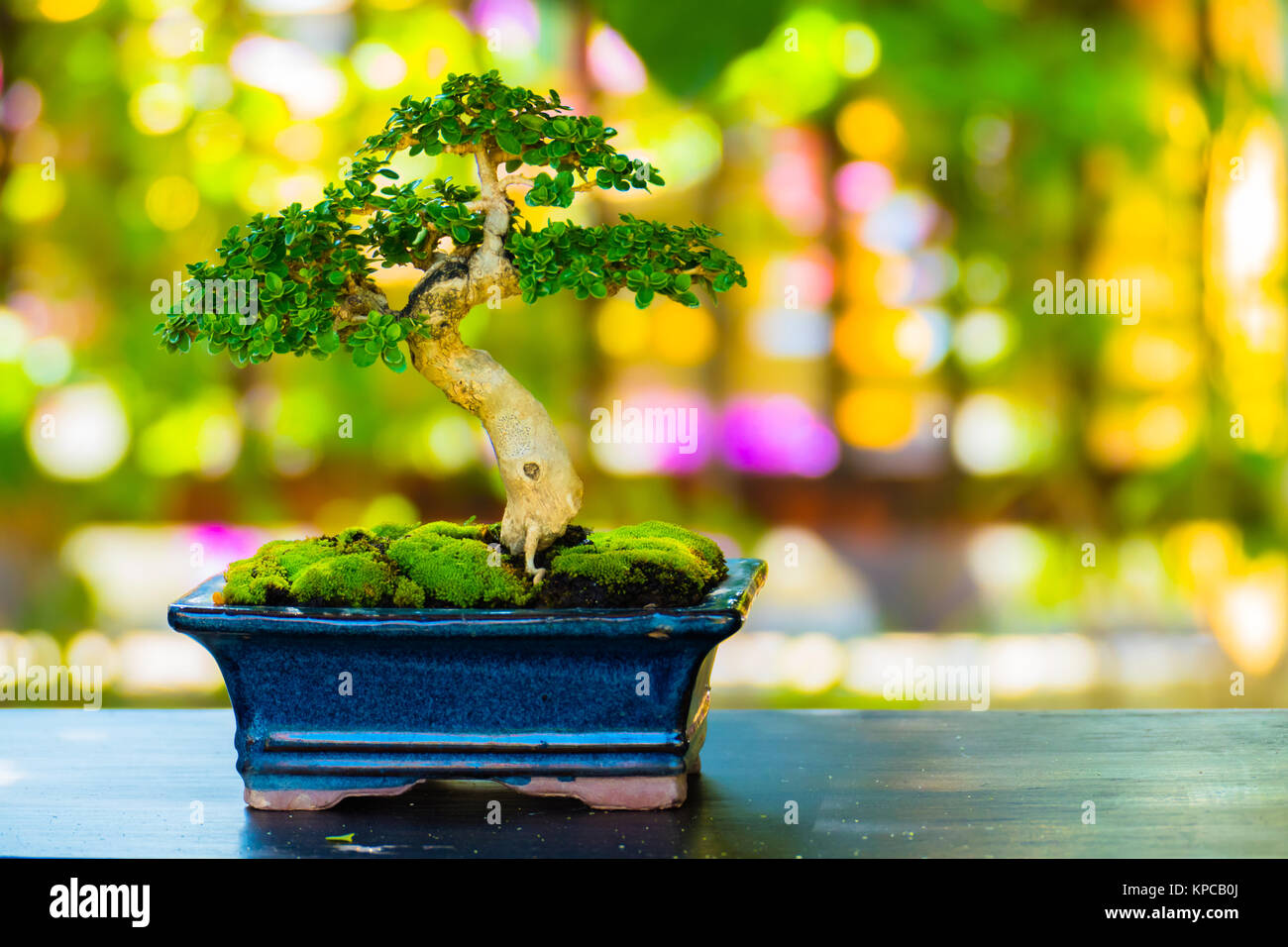 6,742 Bonzai Stock Photos, High-Res Pictures, and Images - Getty Images